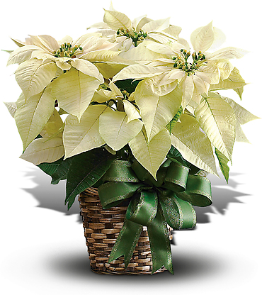 White Poinsettia