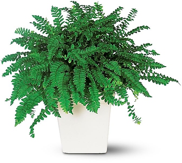Decorative Fern