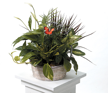 Just Because Flowers