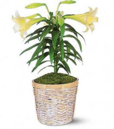 Easter Lily Plant