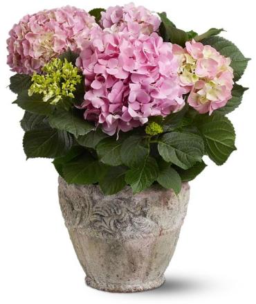 Pink Hydrangea Plant