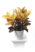 Plant in a Basket