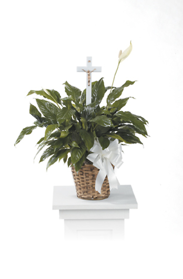 Sympathy Plant