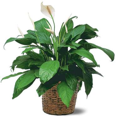 Medium Spathiphyllum Plant