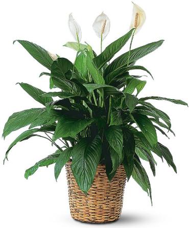 Large Spathiphyllum Plant